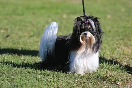 Biewer Terrier for sale by COUNTRYCHI