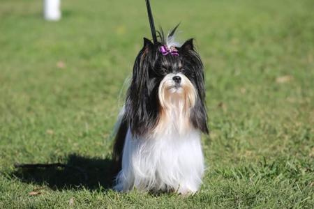 Biewer Terrier for sale by COUNTRYCHI