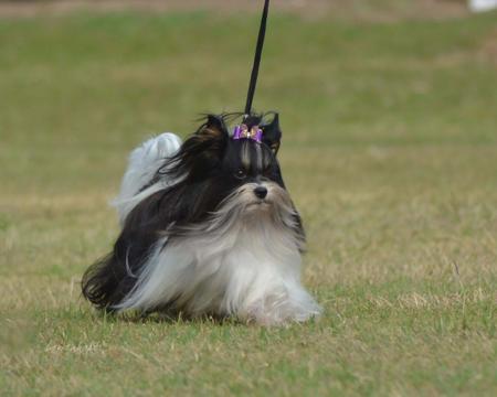 Biewer Terrier for sale by COUNTRYCHI