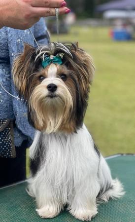 Biewer Terrier for sale by COUNTRYCHI