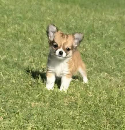 Chihuahua (Long Coat) puppy for sale by COUNTRYCHI