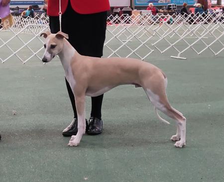 Whippet for sale by WHIPPAWILL