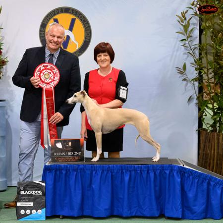 Whippet for sale by WHIPPAWILL