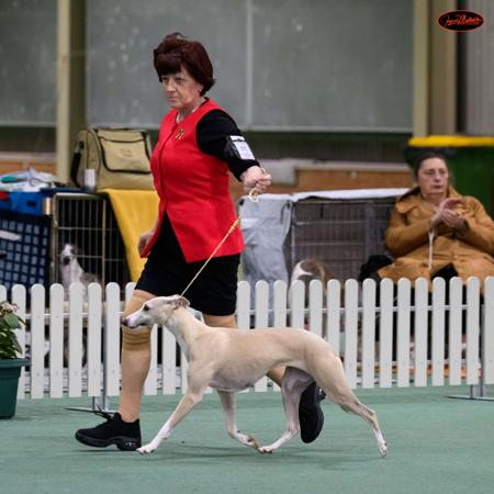 Whippet for sale by WHIPPAWILL