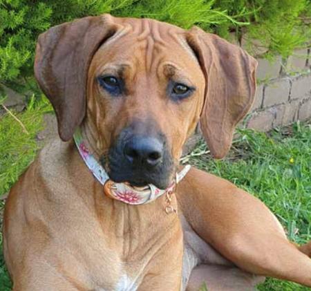 Rhodesian Ridgeback puppy for sale by ZAMBUANA