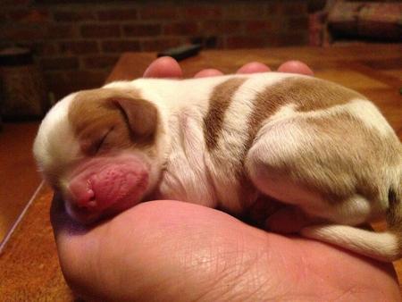 Cavalier King Charles Spaniel for sale by ZAMBUANA