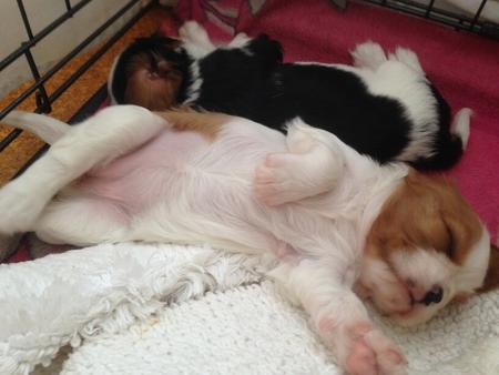 Cavalier King Charles Spaniel for sale by ZAMBUANA