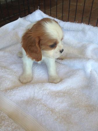 Cavalier King Charles Spaniel for sale by ZAMBUANA
