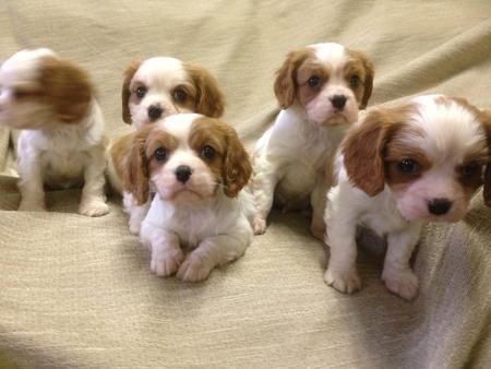 Cavalier King Charles Spaniel for sale by ZAMBUANA