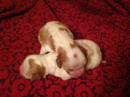 Cavalier King Charles Spaniel for sale by ZAMBUANA