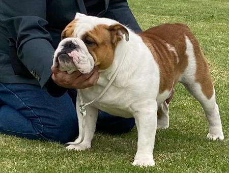 British Bulldog for sale by SILVERSTEELE