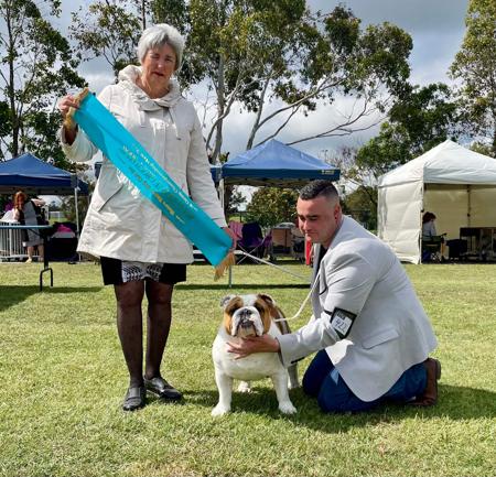 British Bulldog for sale by SILVERSTEELE