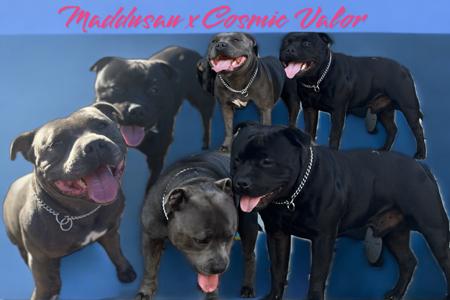 Staffordshire Bull Terrier for sale by LITQUEENSTAFFORDS