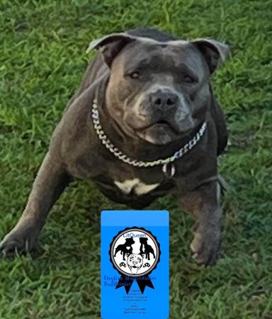 Staffordshire Bull Terrier for sale by LITQUEEN