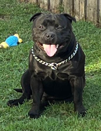 Staffordshire Bull Terrier for sale by LITQUEEN