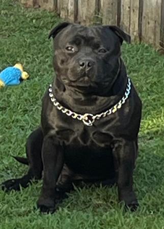 Staffordshire Bull Terrier for sale by LITQUEEN