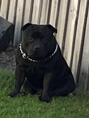 Staffordshire Bull Terrier for sale by LITQUEEN