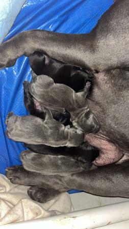 Staffordshire Bull Terrier puppy for sale by LITQUEEN