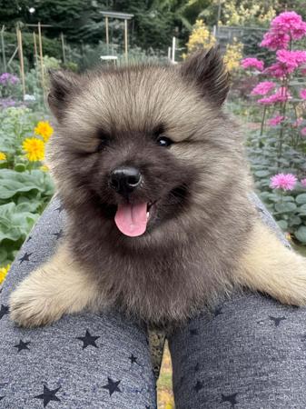Keeshond puppy for sale by RYMISKA