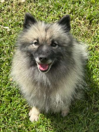 Keeshond puppy for sale by RYMISKA