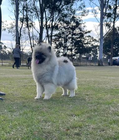 Keeshond dog for sale by RYMISKA