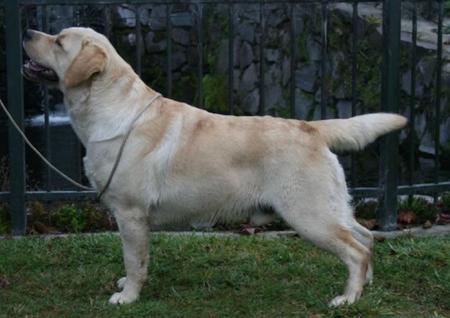 Labrador Retriever for sale by GUNNERSON
