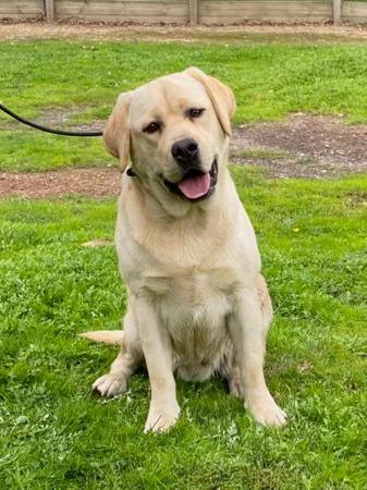 Labrador Retriever for sale by GUNNERSON