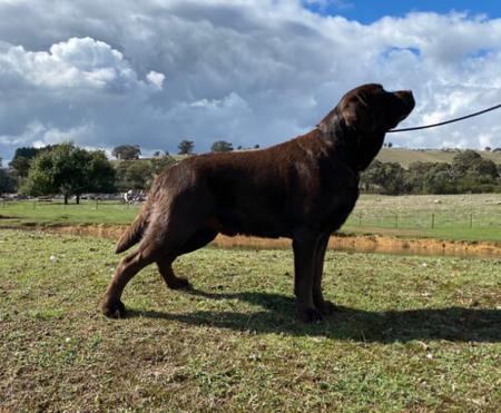 Labrador Retriever for sale by GUNNERSON