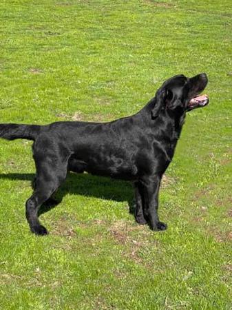 Labrador Retriever for sale by GUNNERSON