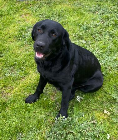 Labrador Retriever for sale by GUNNERSON