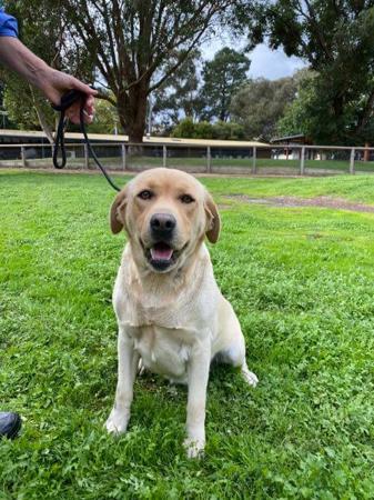 Labrador Retriever puppy for sale by GUNNERSON