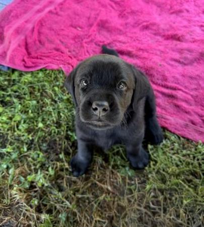 Labrador Retriever puppy for sale by GUNNERSON