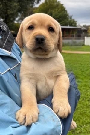 Labrador Retriever puppy for sale by GUNNERSON