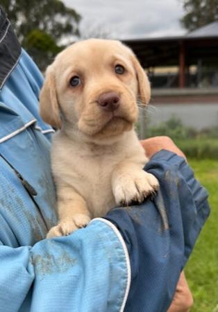 Labrador Retriever puppy for sale by GUNNERSON