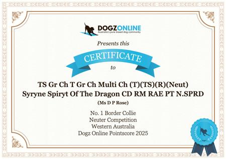 Border Collie for sale by DAYRE