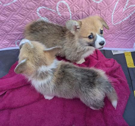 Welsh Corgi (Pembroke) puppy for sale by DNEILSON