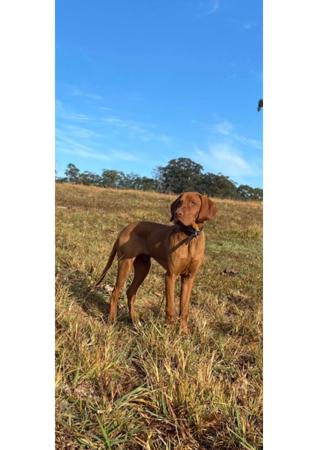 Hungarian Vizsla for sale by CANUCK