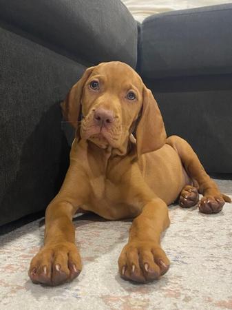 Hungarian Vizsla for sale by CANUCK