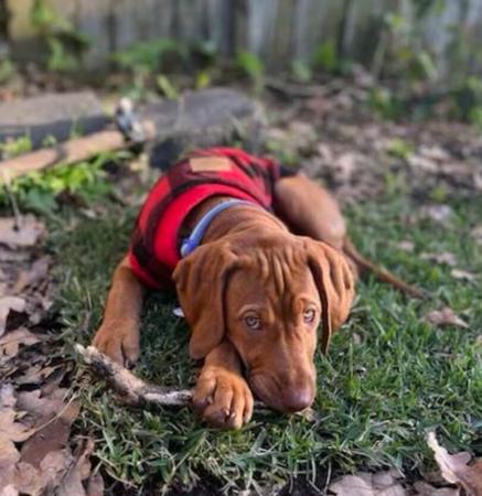 Hungarian Vizsla for sale by CANUCK