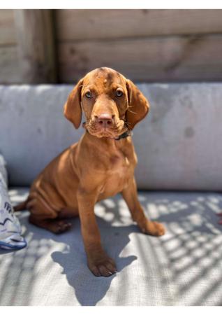 Hungarian Vizsla for sale by CANUCK