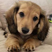 Dachshund (Miniature Long Haired) for sale by OSTARAMOON