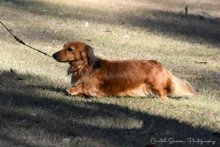 Dachshund (Miniature Long Haired) for sale by OSTARAMOON