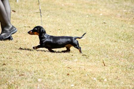 Dachshund (Miniature Long Haired) for sale by OSTARAMOON