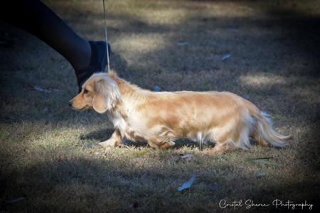 Dachshund (Miniature Long Haired) for sale by OSTARAMOON