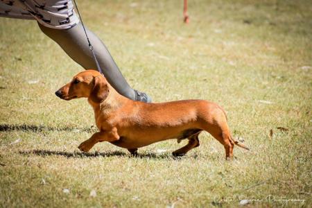 Dachshund (Miniature Long Haired) for sale by OSTARAMOON