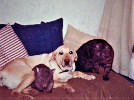 Labrador Retriever puppy for sale by TRUDGALONG