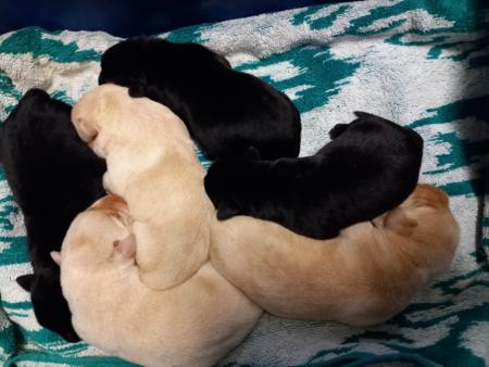 Labrador Retriever puppy for sale by TRUDGALONG