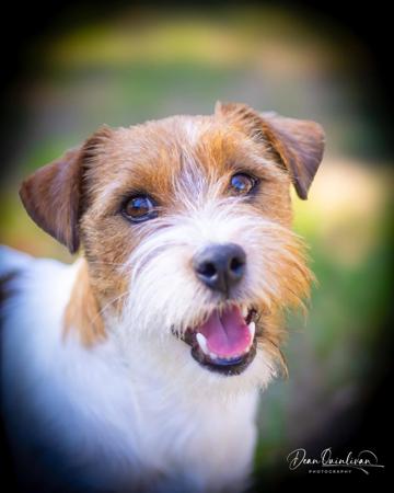 Jack Russell Terrier for sale by MAKLEWRA