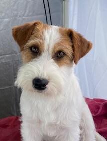 Jack Russell Terrier for sale by MAKLEWRA