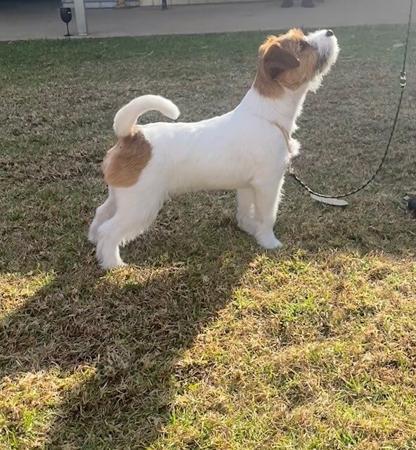 Jack Russell Terrier for sale by MAKLEWRA